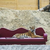 projecten » Tijger bank 
